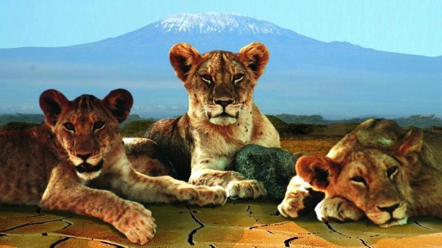 Watch Surviving the Drought Online