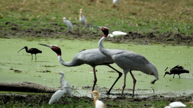 Watch Nature Wonders KEOLADEO GHANA India Online