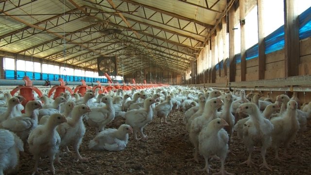 Watch Eating Alabama Online