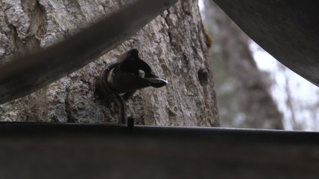 Watch Sap Season Online