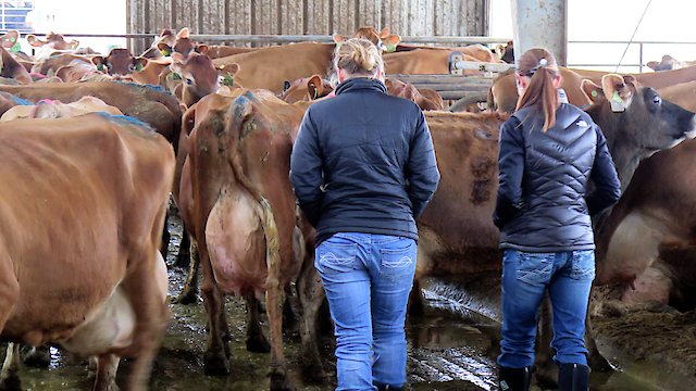 Watch Milk Men: The Life and Times of Dairy Farmers Online