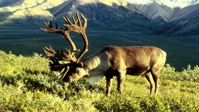 Watch Return of the Caribou Online