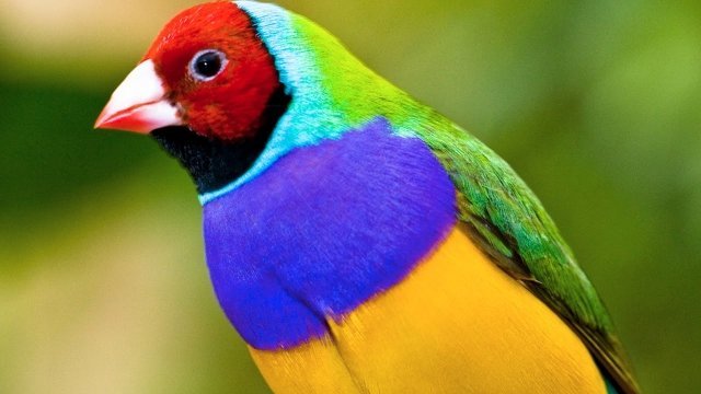 Watch Beautiful Birds of the World & Relaxing Music - BaLu - Relaxing Nature Online