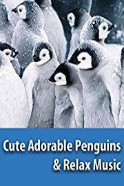 Beautiful Penguins & Relaxing Music - BaLu - Relaxing Nature
