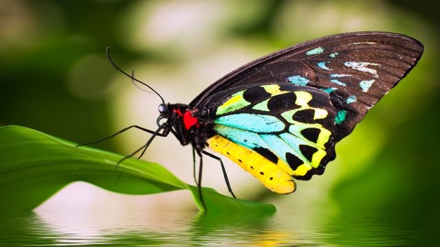 Watch Beautiful Butterflies & Relaxing Music - BaLu - Relaxing Nature Online