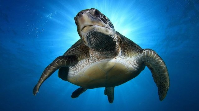 Watch Hawksbill Sea Turtles & Relaxing Music - BaLu - Relaxing Nature Online