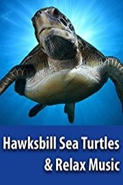Hawksbill Sea Turtles & Relaxing Music - BaLu - Relaxing Nature