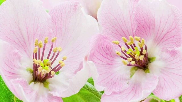 Watch Stunning Blooming Flowers & Relaxing Music - BaLu - Relaxing Nature Online