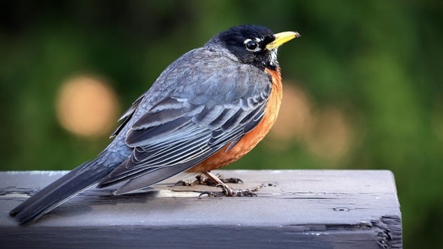 Watch LANGUAGE OF DREAMS: BIRDS & FLYING CREATURES # 1. Online