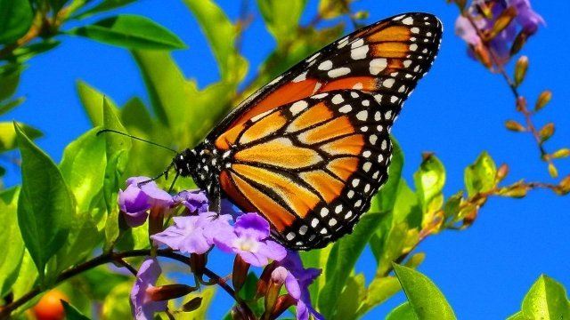 Watch Garden Travels Enabling Garden Butterflies Online