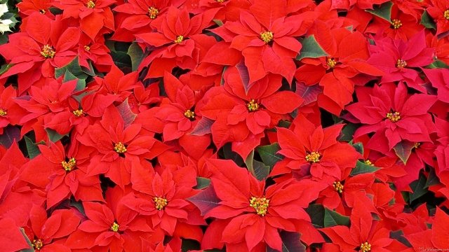 Watch Garden Travels Holly Poinsettias Online