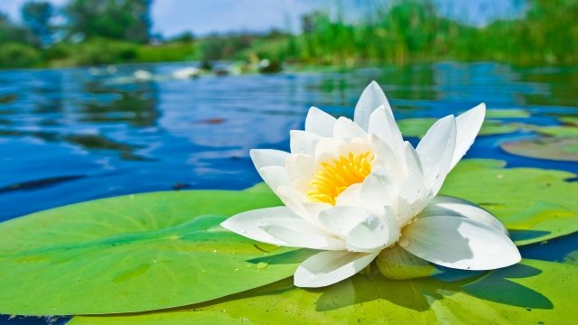 Watch Garden Travels Water Lilies Honey Online