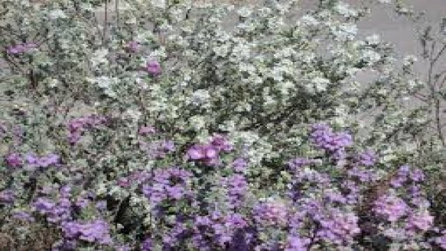 Watch Garden Travels Colorful Heat-Proof Plants Oregon Garden Online