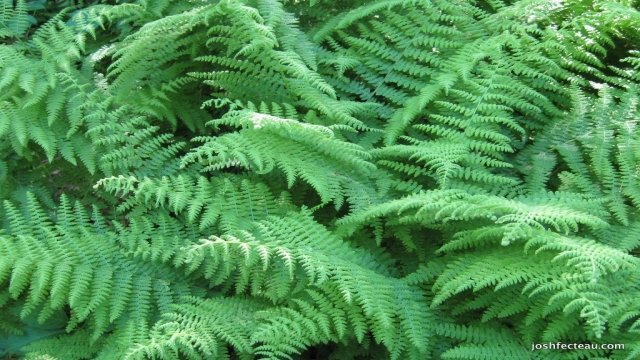 Watch Garden TravelsFancy Ferns Western Hills Nursery Online