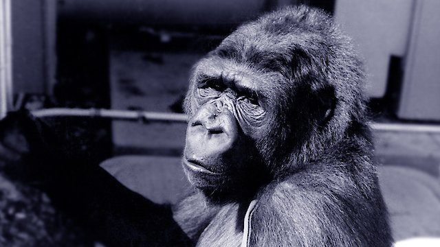 Watch Koko: A Talking Gorilla Online