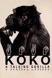 Koko: A Talking Gorilla poster