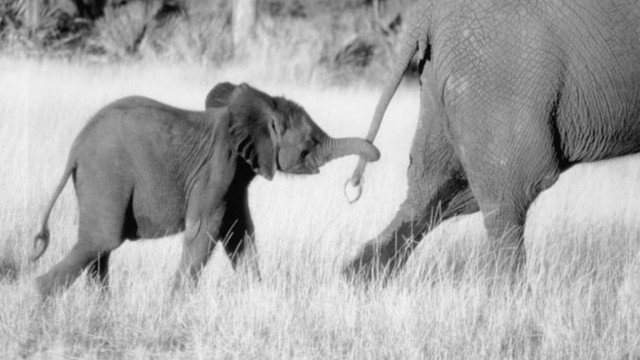 Watch Whispers: An Elephant's Tale Online