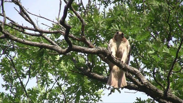 Watch Ambient park relax to ambient sounds of birds night creatures and the city across the bay during a beautiful sunset 10 hours Online