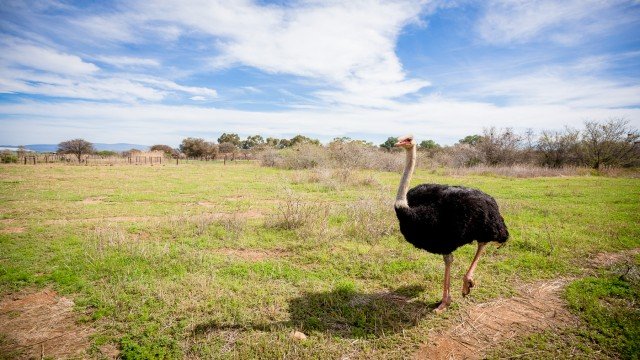 Watch African Food Adventures - Ostrich Online