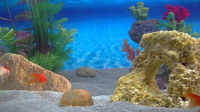 Watch Goldfish Aquarium - A Goldfish tank for your home! Online