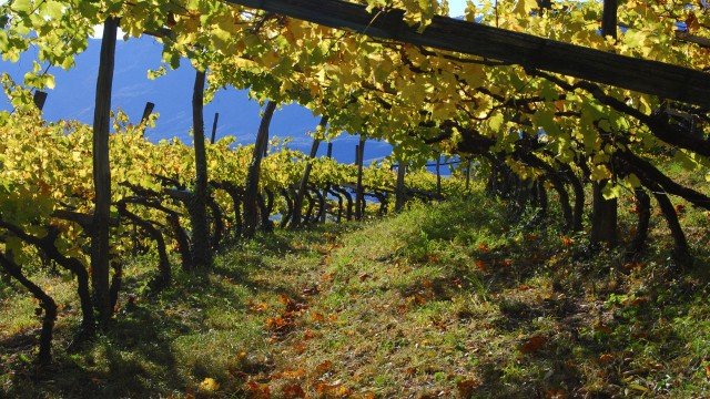 Watch Culinary Travels Vino Rosso-Vino Bianco Trentino, Italy, The Veneto, Italy Online