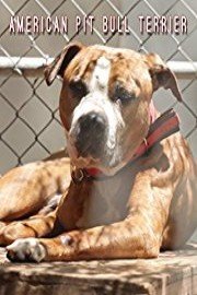 All About The American Pit Bull Terrier