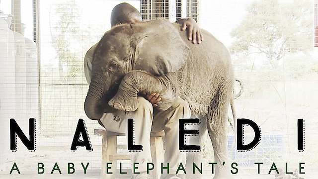 Watch Naledi: A Baby Elephant's Tale Online