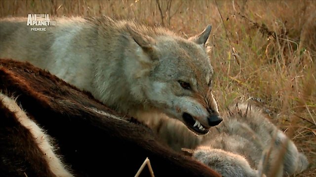 Watch Life After: Chernobyl Online