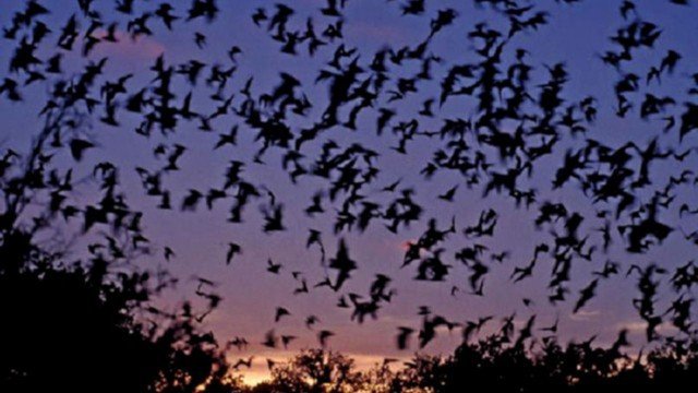 Watch Bats: Human Harvest Online