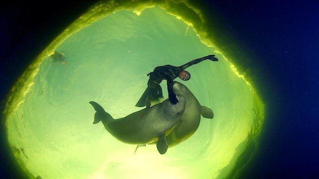 Watch Born to Be Free Online