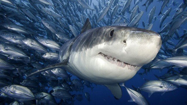 Watch Ocean Predators Online