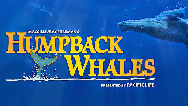 Watch Humpback Whales Online