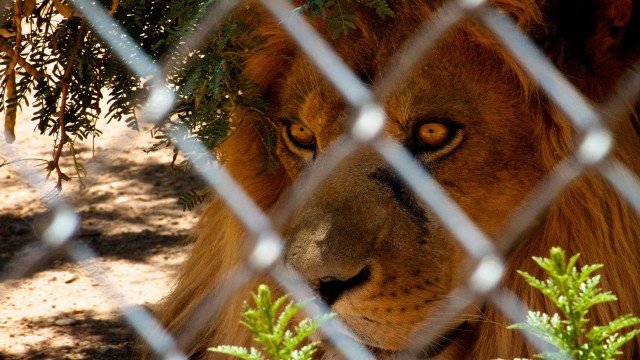 Watch Furthest from the Wild Online