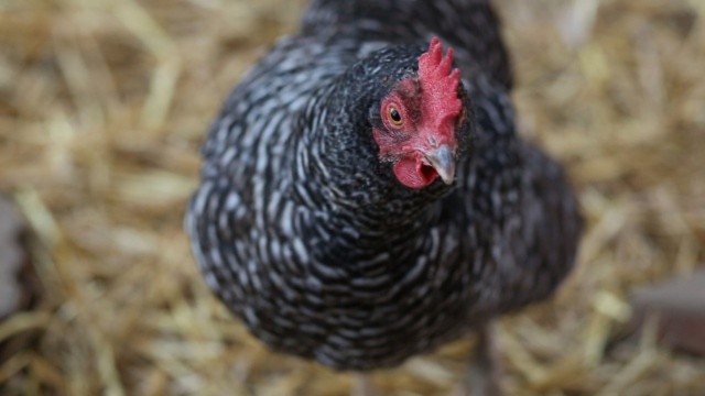 Watch Backyard Chicken Coops Online