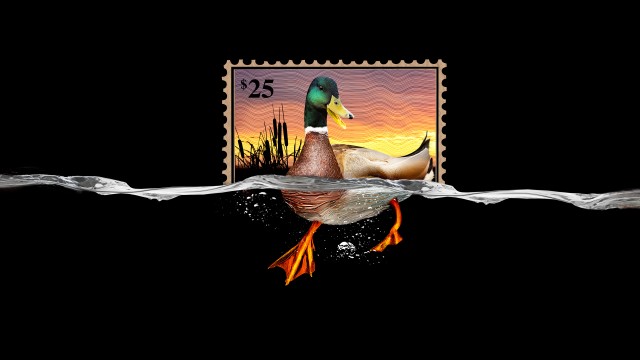 Watch The Million Dollar Duck Online