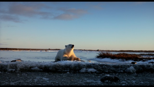 Watch Wonders of the Arctic Online