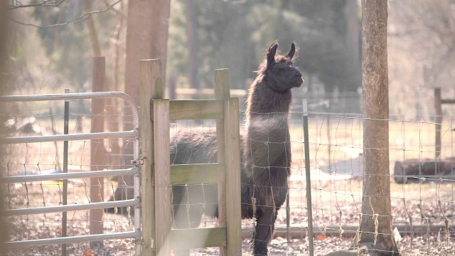 Watch Llama Nation Online