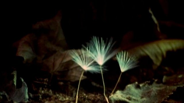 Watch The Secret Life of Plants Online