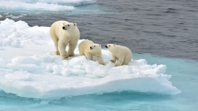 Watch Polar Bears: Ice Bear Online