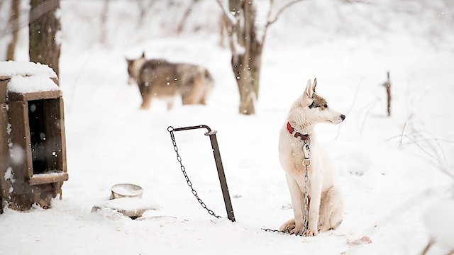 Watch Sled Dogs Online