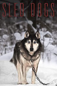 Sled Dogs