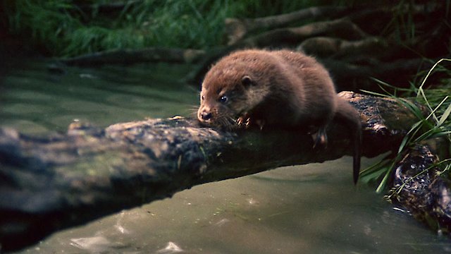 Watch Tarka the Otter Online