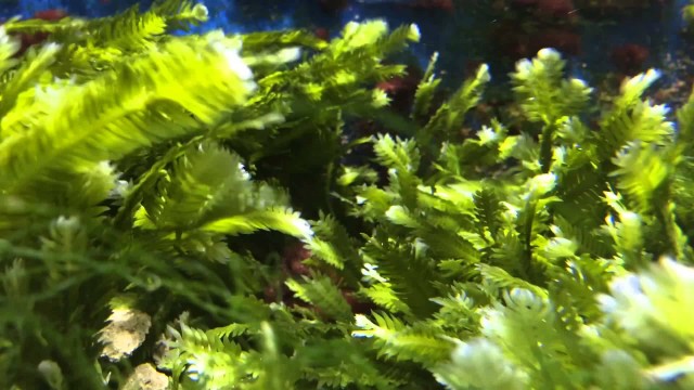 Watch Killer Algae Online