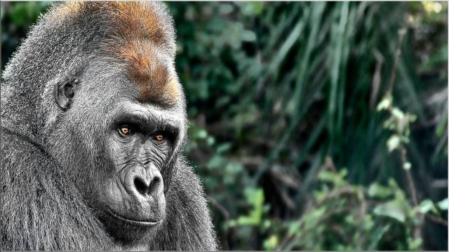 Watch A Kingdom For The Dzanga Gorillas Online