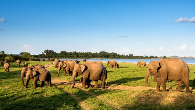 Watch The Great Elephant Gathering Online