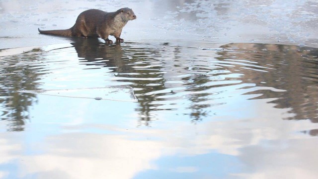 Watch Forest of Fantasies Online