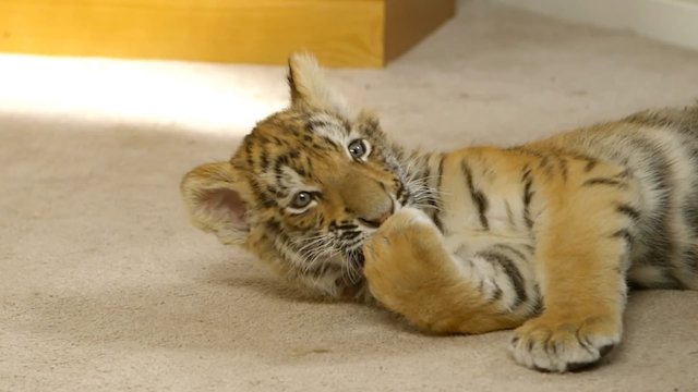 Watch A Tiger's Tail Online