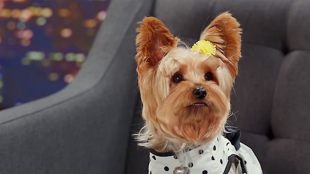 Watch Pup Star: Better 2gether Online