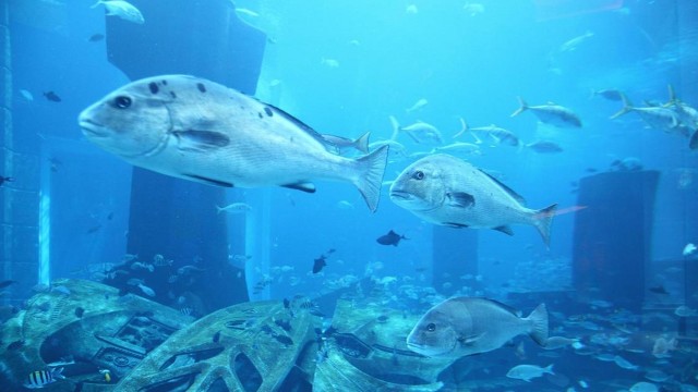 Watch Atlantis: The End of an Empire Online