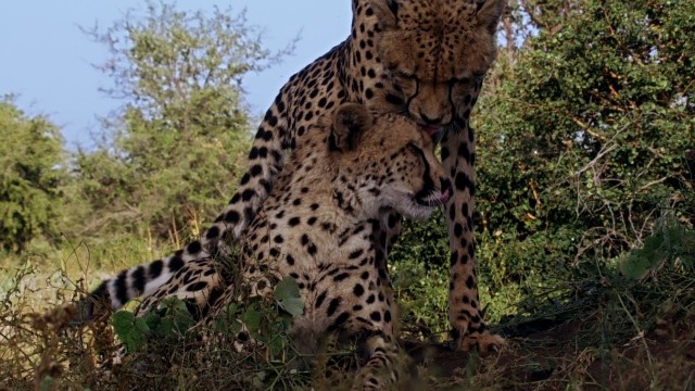 Watch Man, Cheetah, Wild Online